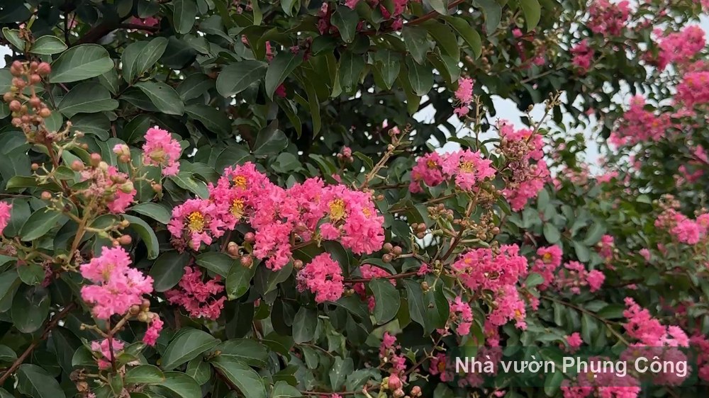 Hoa tường vy thân gỗ trang trí cổng