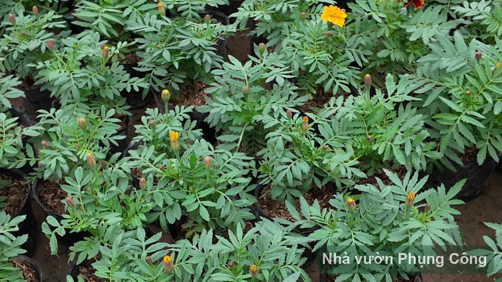 Hoa vạn thọ chống nắng, ra bông liên tục