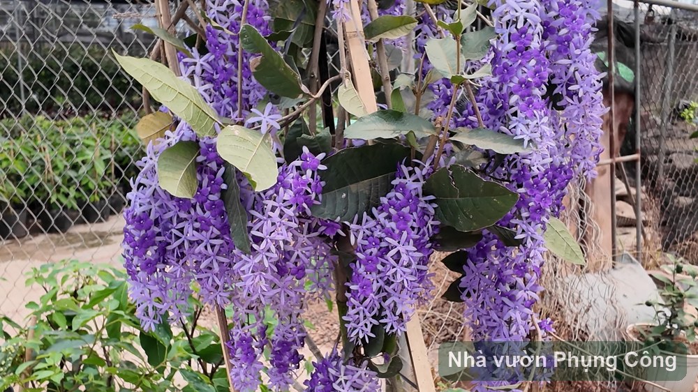 Mai xanh Thái leo rủ: tạo thế bonsai từ cây nhỏ