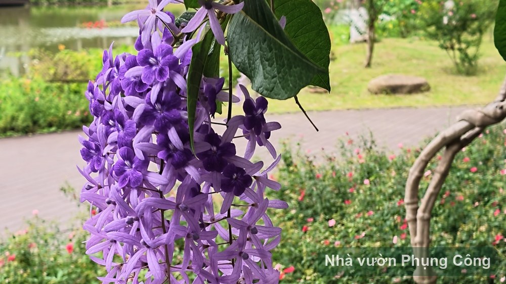 Mai xanh Thái và tử đằng leo rủ: giàn nào đẹp hơn
