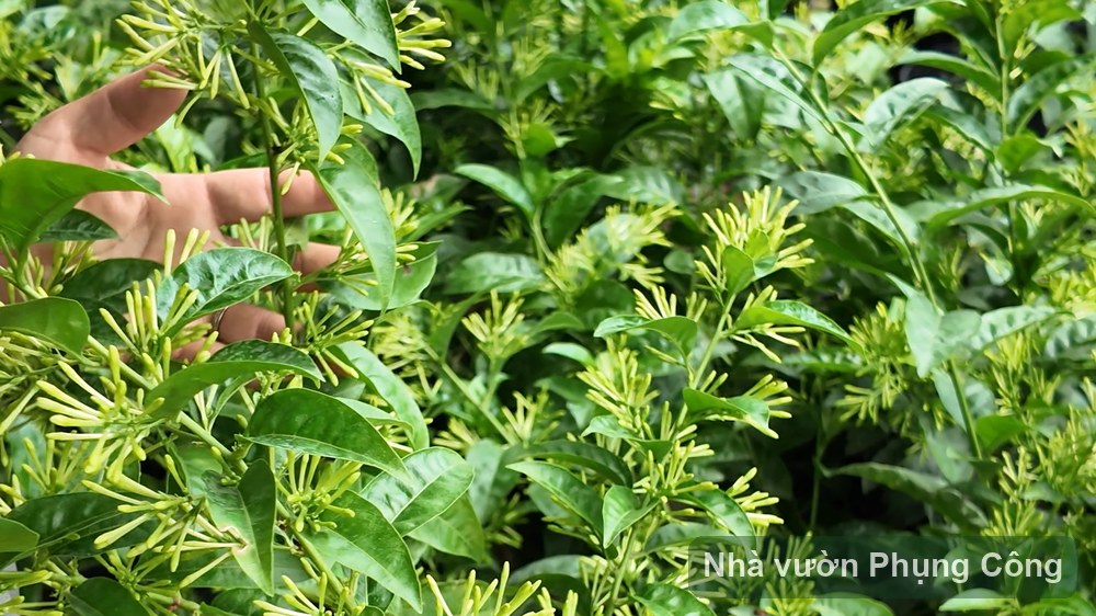 Mộc hương và dạ lý hương: hoa thơm nào hợp nhà nhỏ