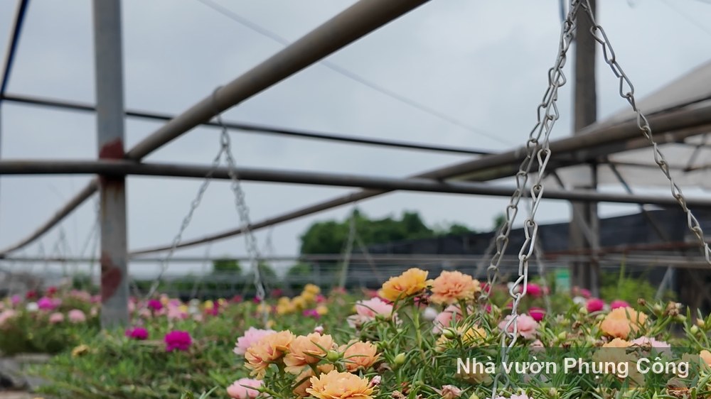 Mười giờ hạt và mười giờ cánh kép cây sẵn: chọn gì