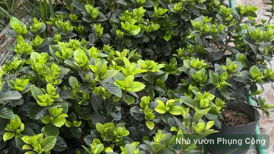 Nguyệt quế và bạch thiên hương: thơm sân tối loại nào