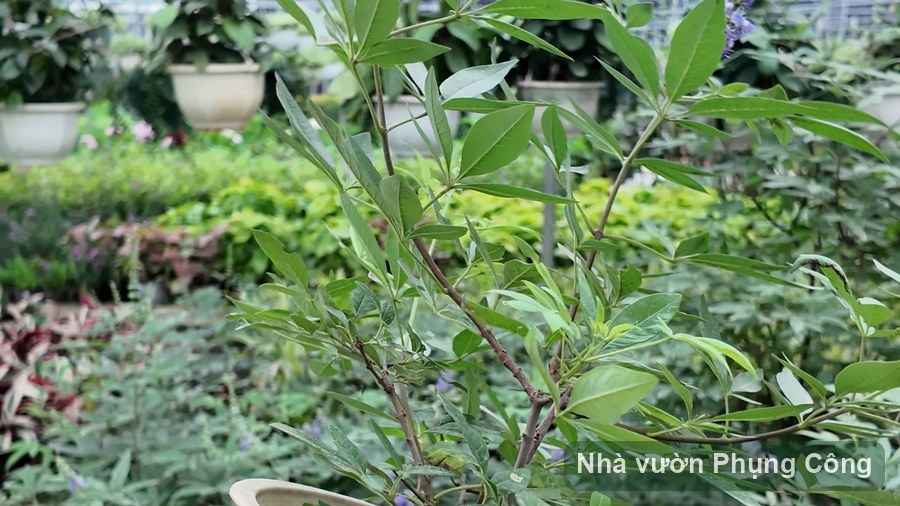 Oải hương trồng chậu: chăm cho thơm, tránh chết úng