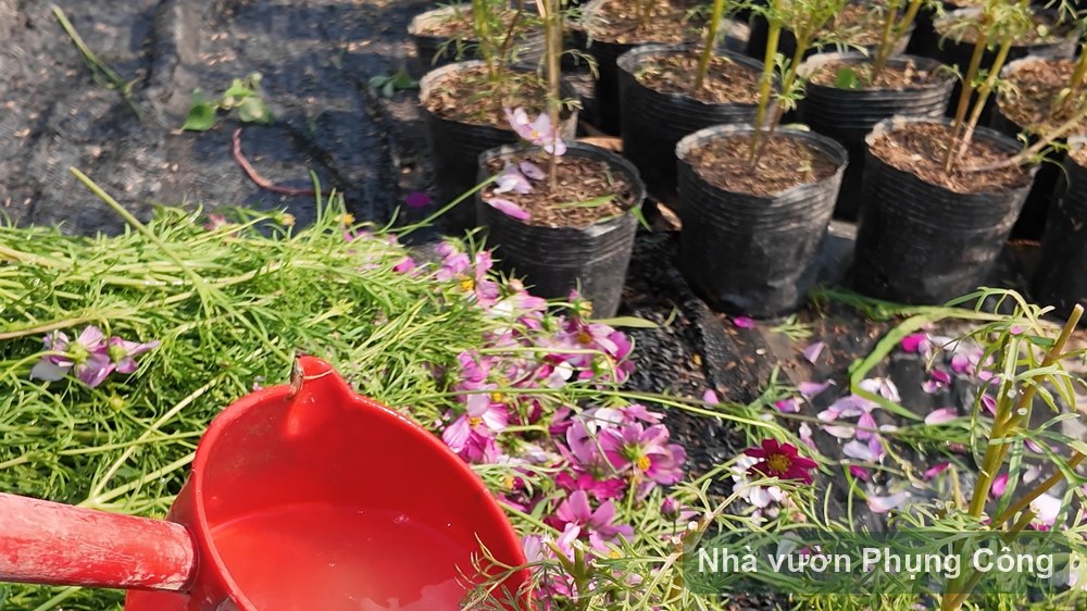 Sao nhái gieo phủ thảm sân vườn mùa thu