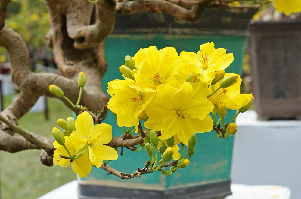 Tháng 7 gieo trồng gì để có hoa chơi Tết