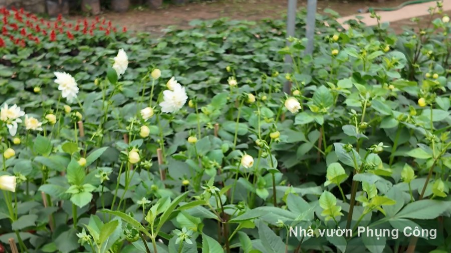 Thược dược bông to chơi Tết: gieo từ cuối hè