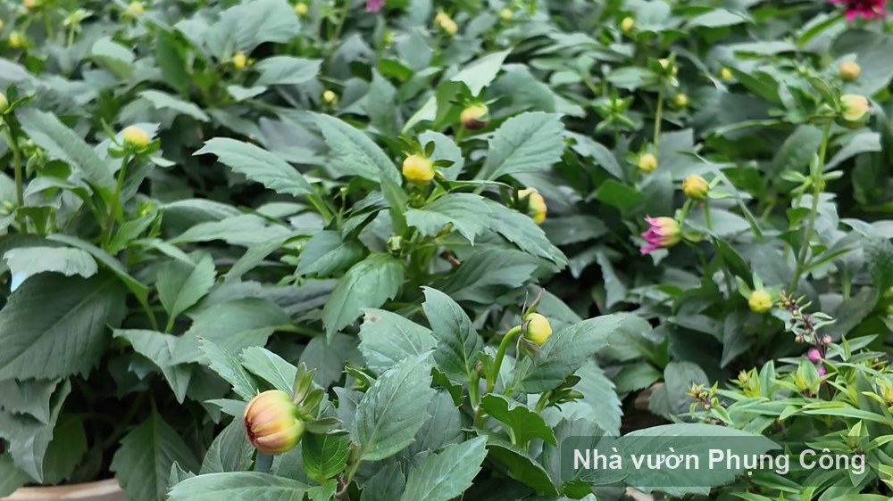 Thược dược chơi Tết: vào giống đầu tháng 10