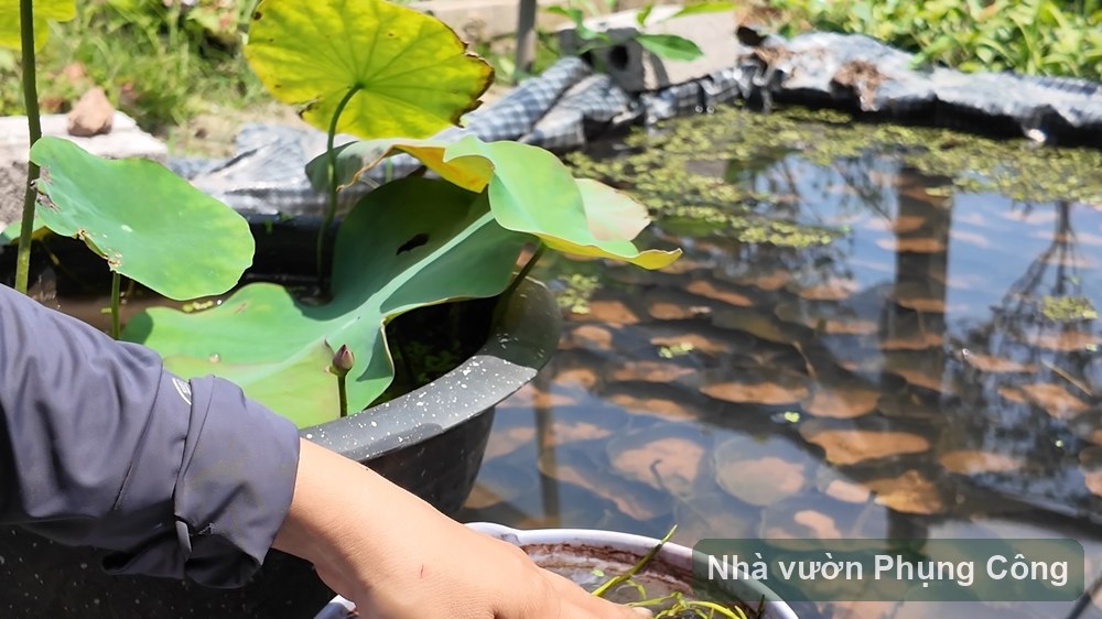 Tiểu cảnh sen mini cho trẻ chơi dịp Trung thu