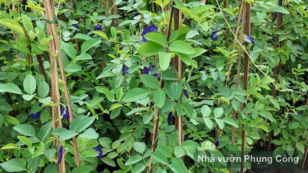 Toàn tập đậu biếc và hoa pha trà tại nhà