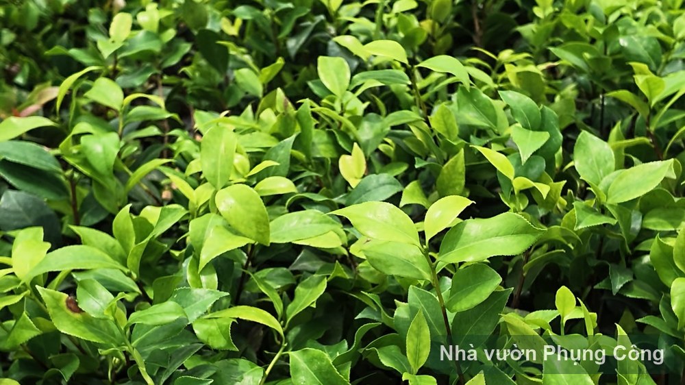 Trà my bị vàng lá, thâm nụ mùa mưa: cách xử lý