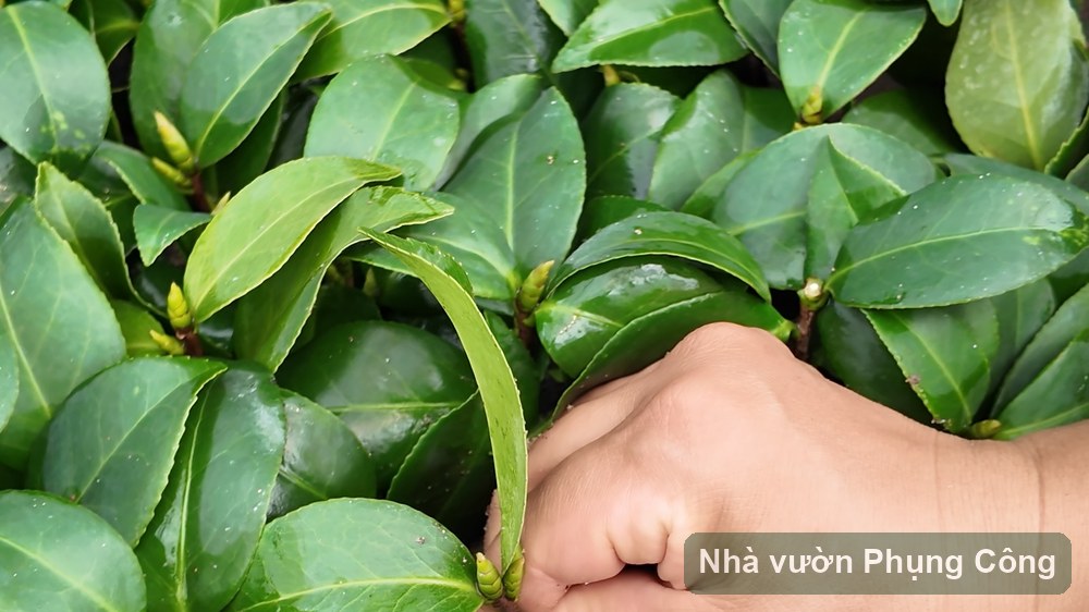 Trà my đỏ cung đình: chăm từ hè cho hoa cánh xếp Tết