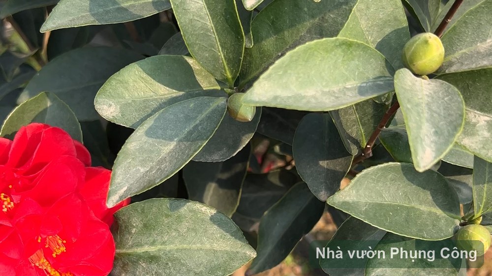 Trà my tứ quý nở quanh năm: nuôi từ hè đón Tết
