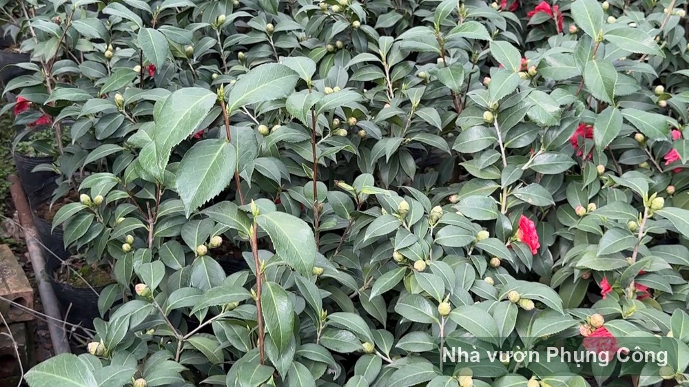 Trà my vào chậu từ tháng 9 cho hoa cánh xếp Tết