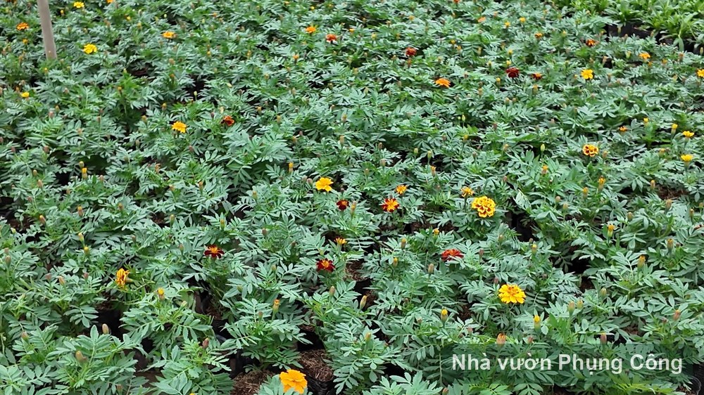 Vạn thọ chơi Tết: gieo tháng 8 canh nở đúng mùng 1