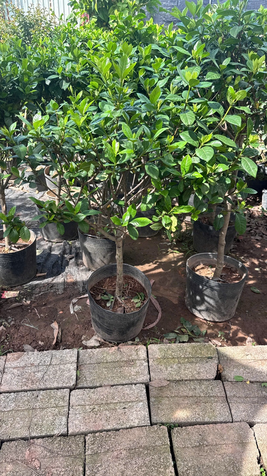 Vườn dành dành Phụng Công