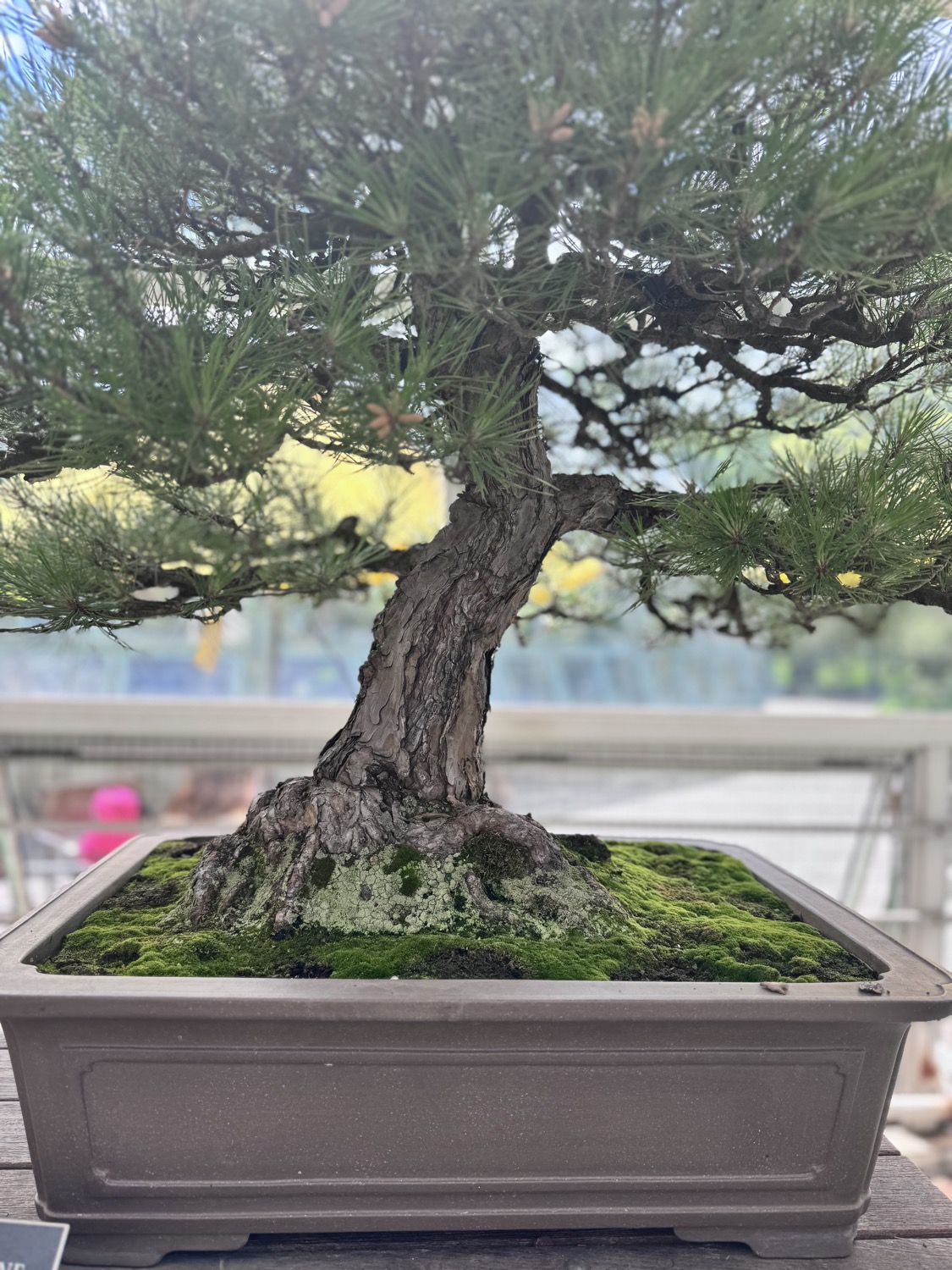 Cây cảnh