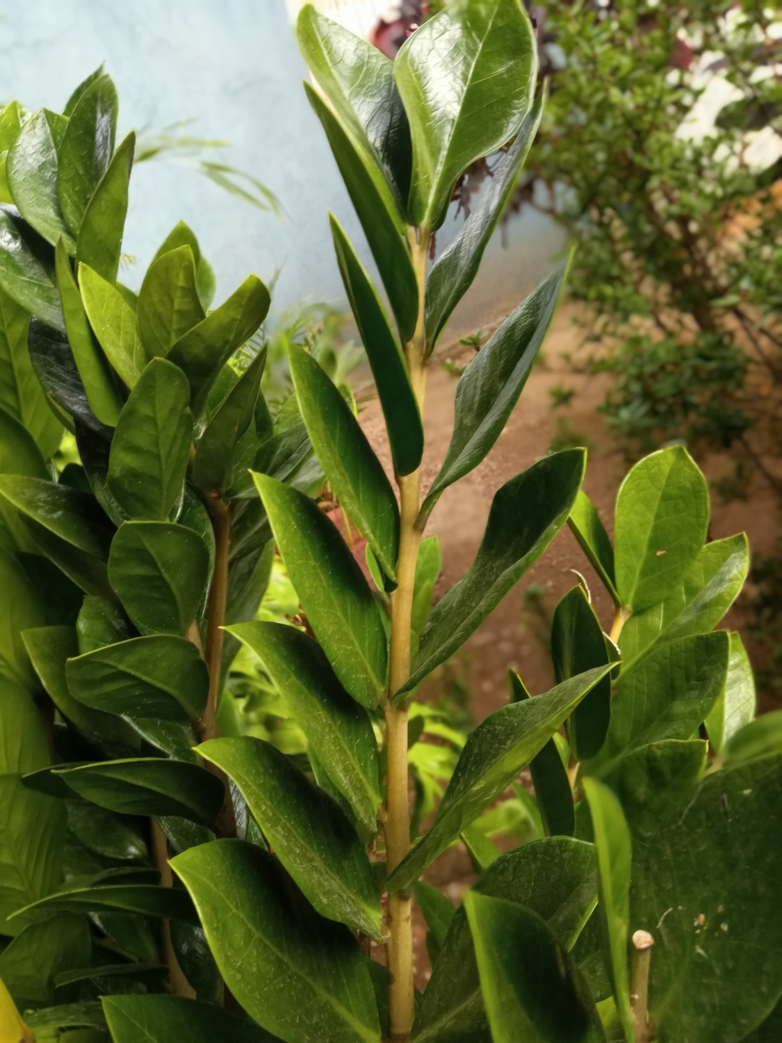 Cây để bàn