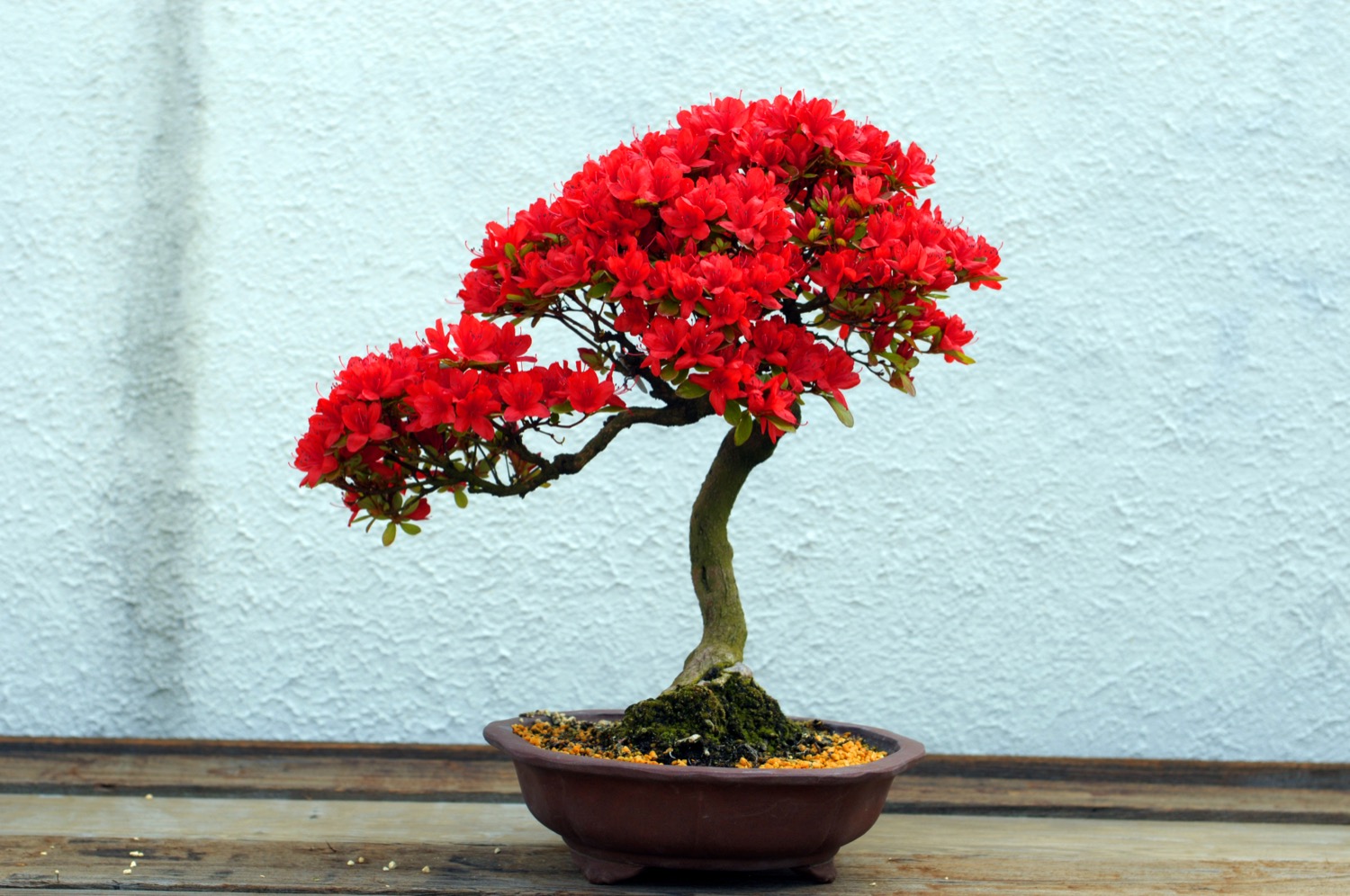 Đỗ quyên bonsai làng hoa Phụng Công