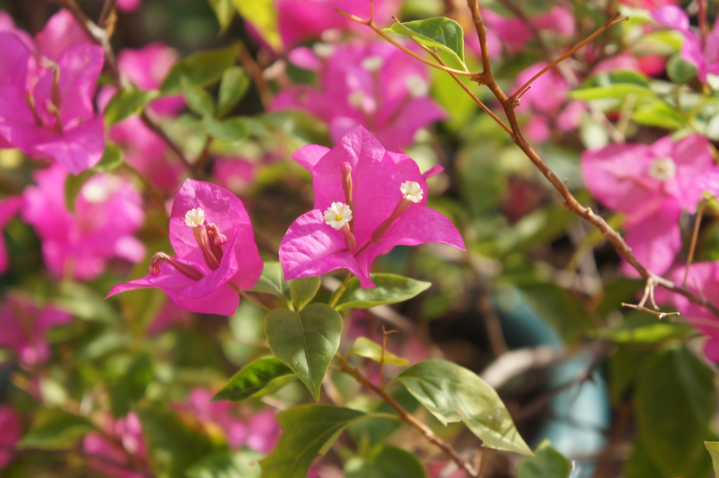 Hoa giấy — biểu tượng của làng
