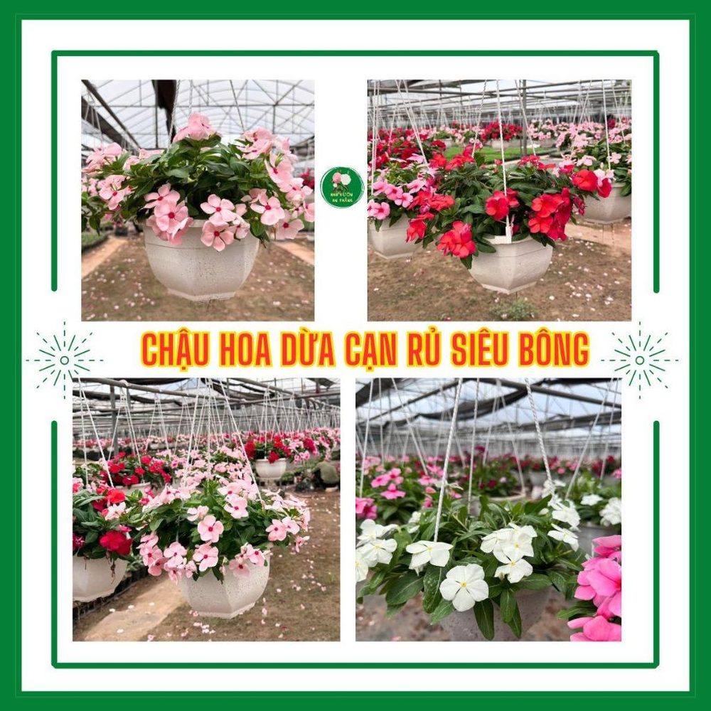 Chậu hoa dừa cạn siêu bông nhiều màu sắc trồng sân v