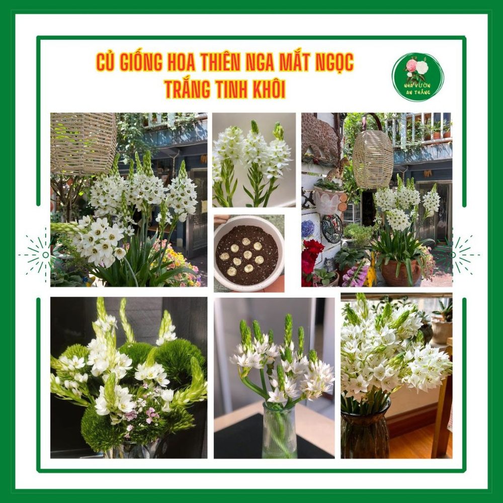 Củ giống hoa thiên nga mắt ngọc nhụy xanh lấp lánh h