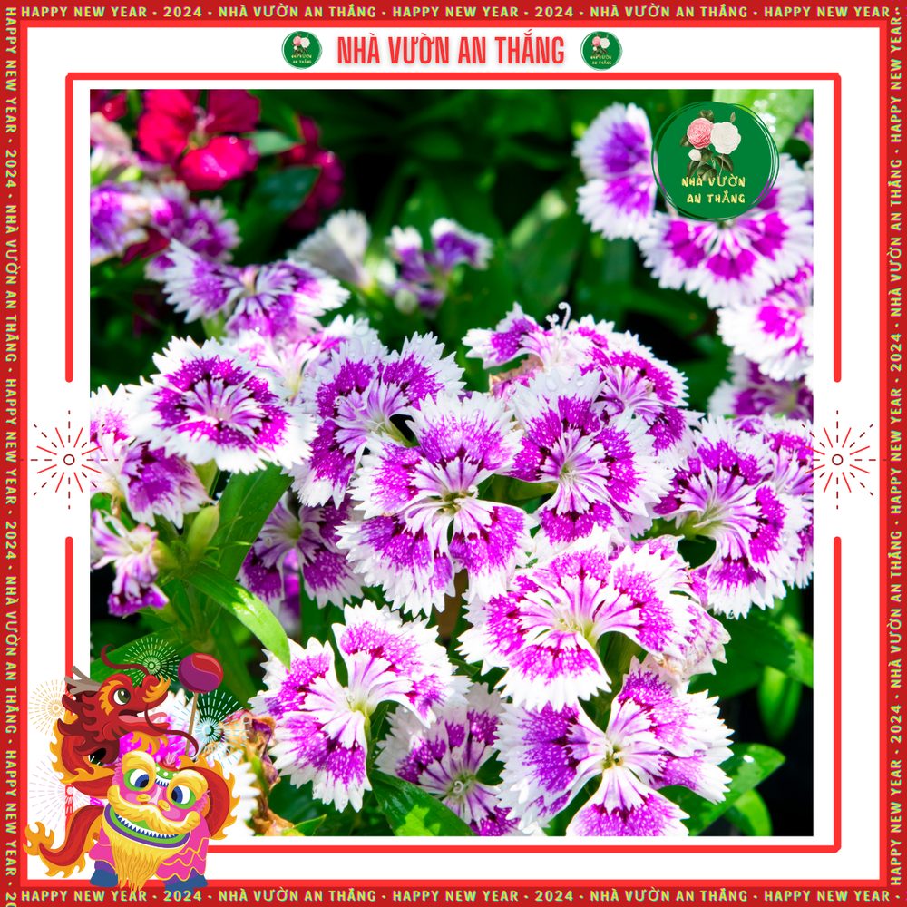 Hoa Cẩm Chướng Đơn 2