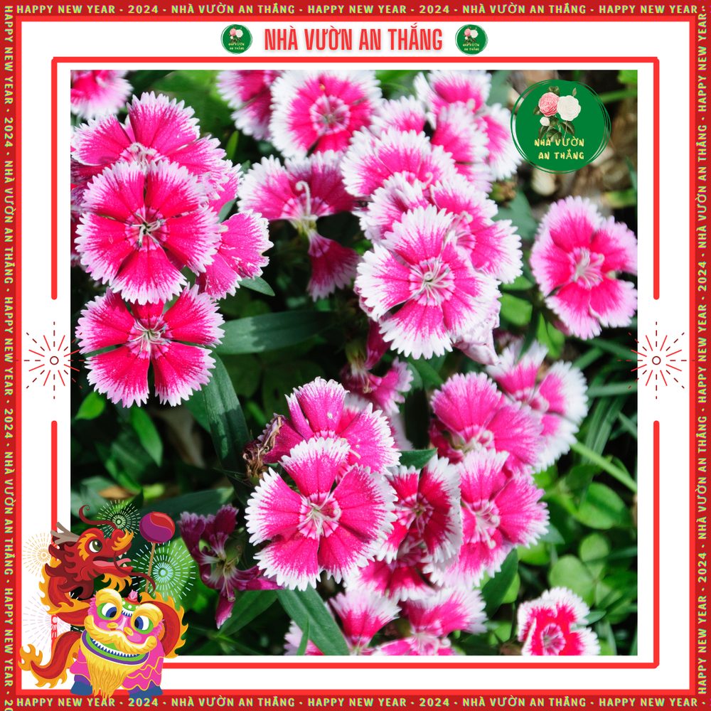 Hoa Cẩm Chướng Đơn 3