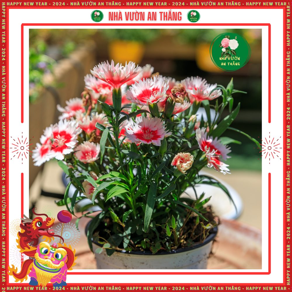 Hoa Cẩm Chướng Đơn 4