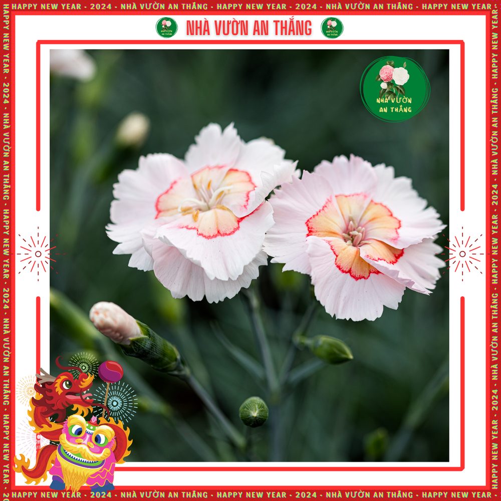 Hoa Cẩm Chướng Đơn 6