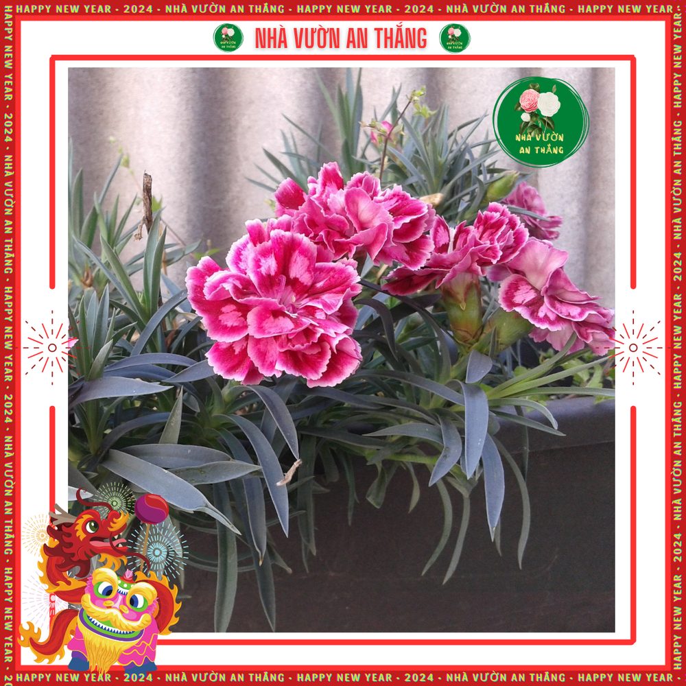 Hoa Cẩm Chướng Kép 2