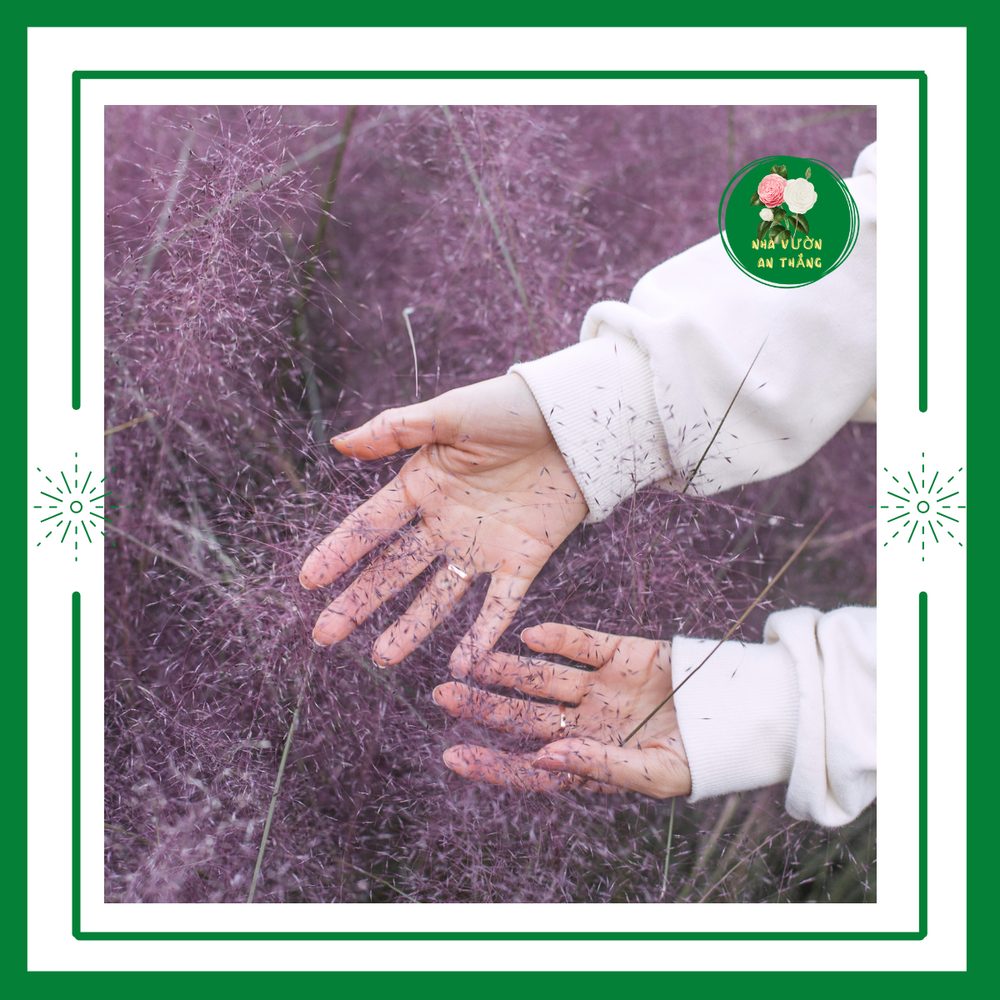 Cỏ Hồng — góc nhìn khác