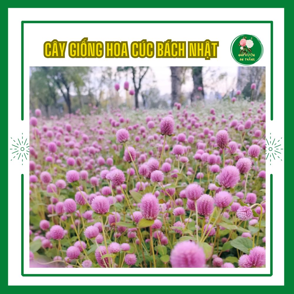 Hoa Cúc Bách Nhật 5