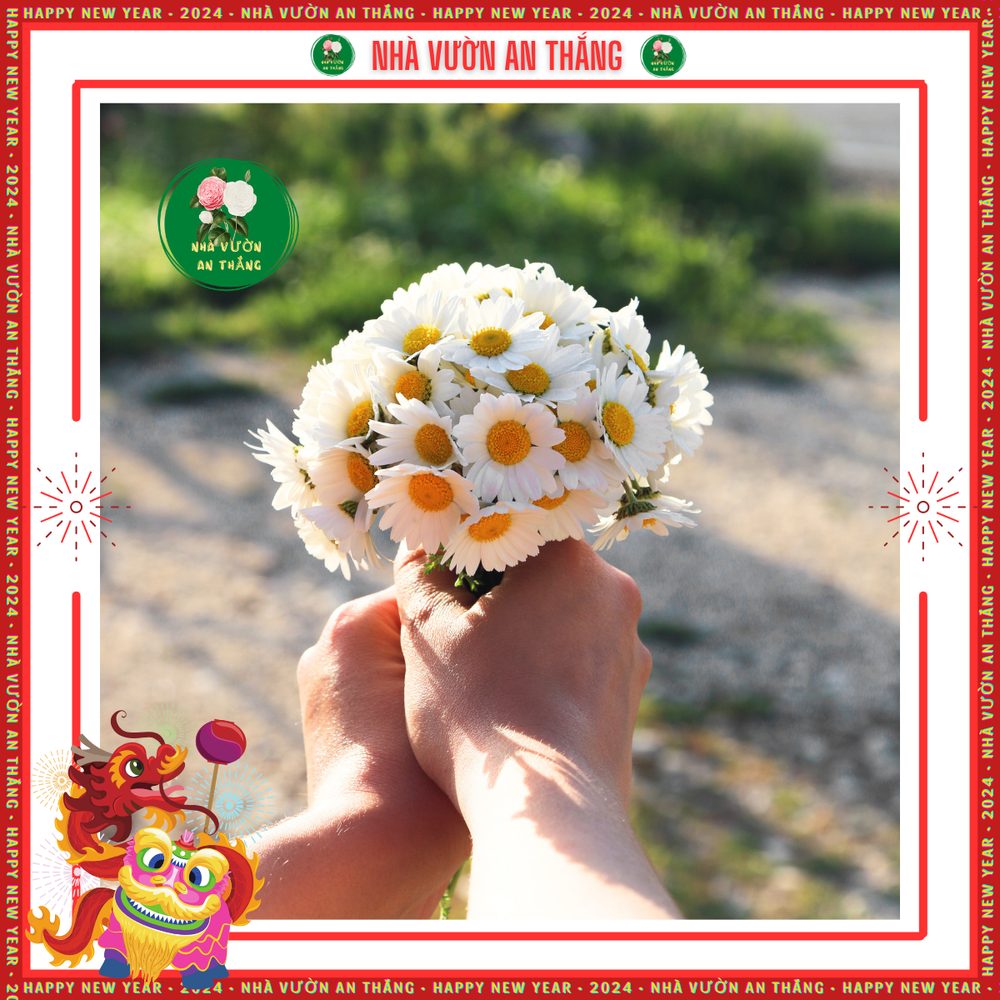 Hoa Cúc Họa My 6