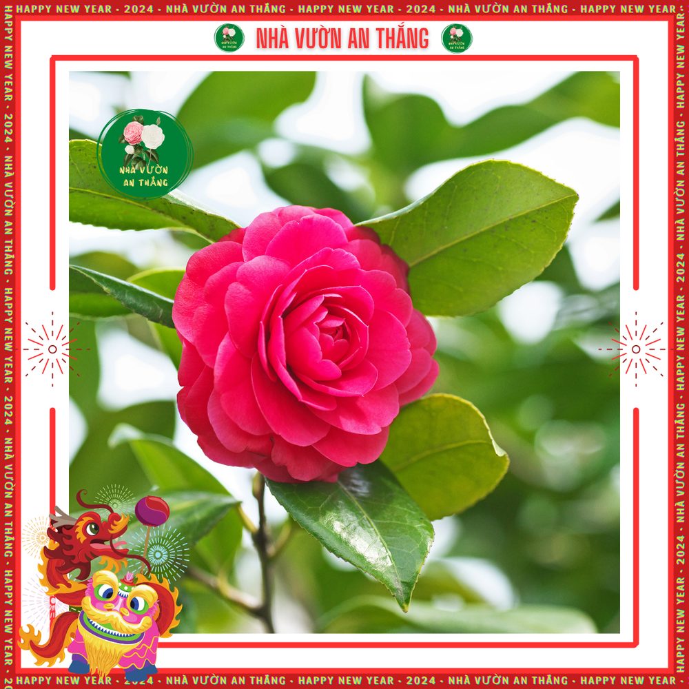 Hoa Trà My Giống 3