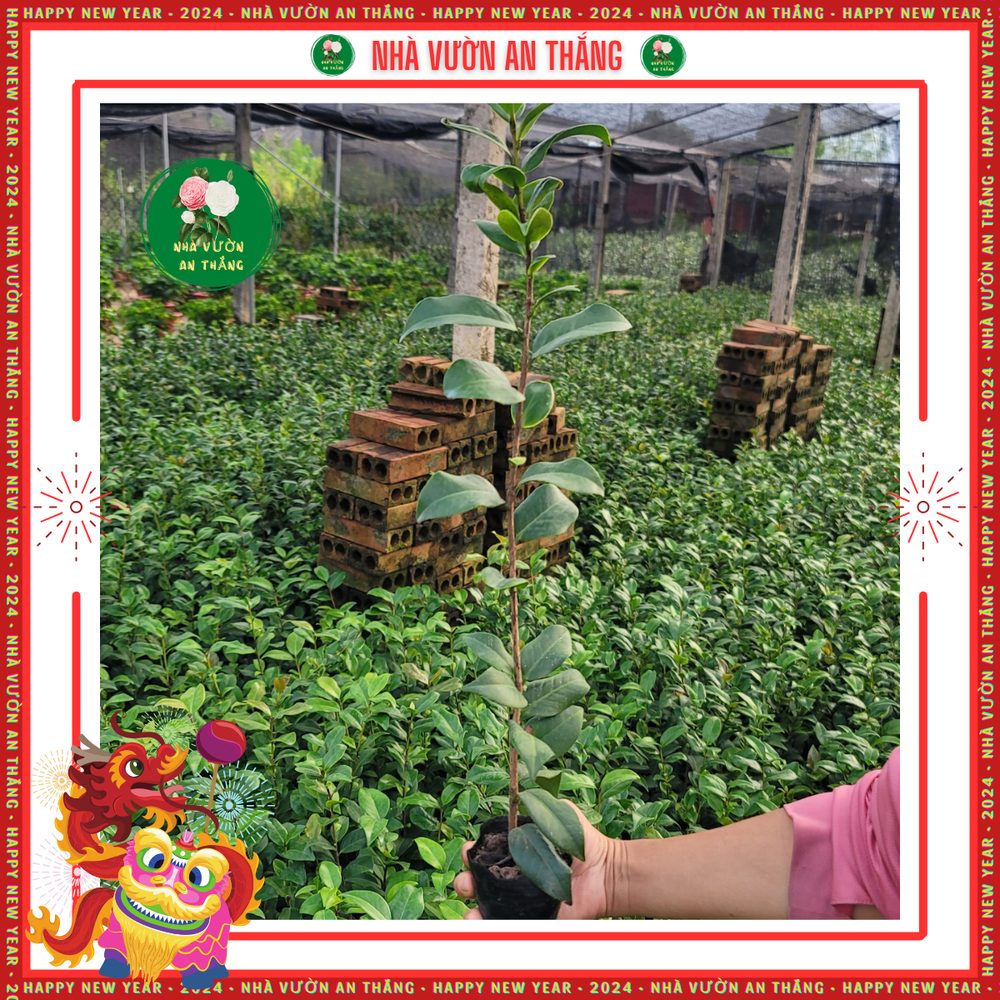 Hoa Trà My Giống 6