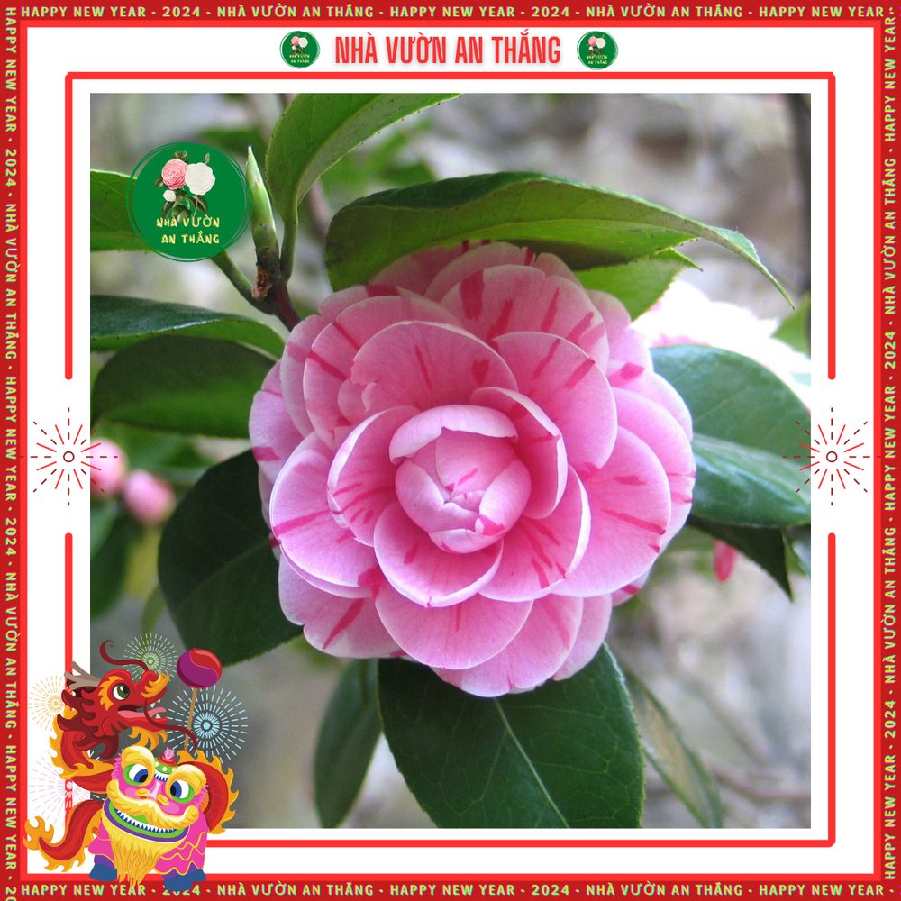 Hoa Trà My Giống — góc nhìn khác