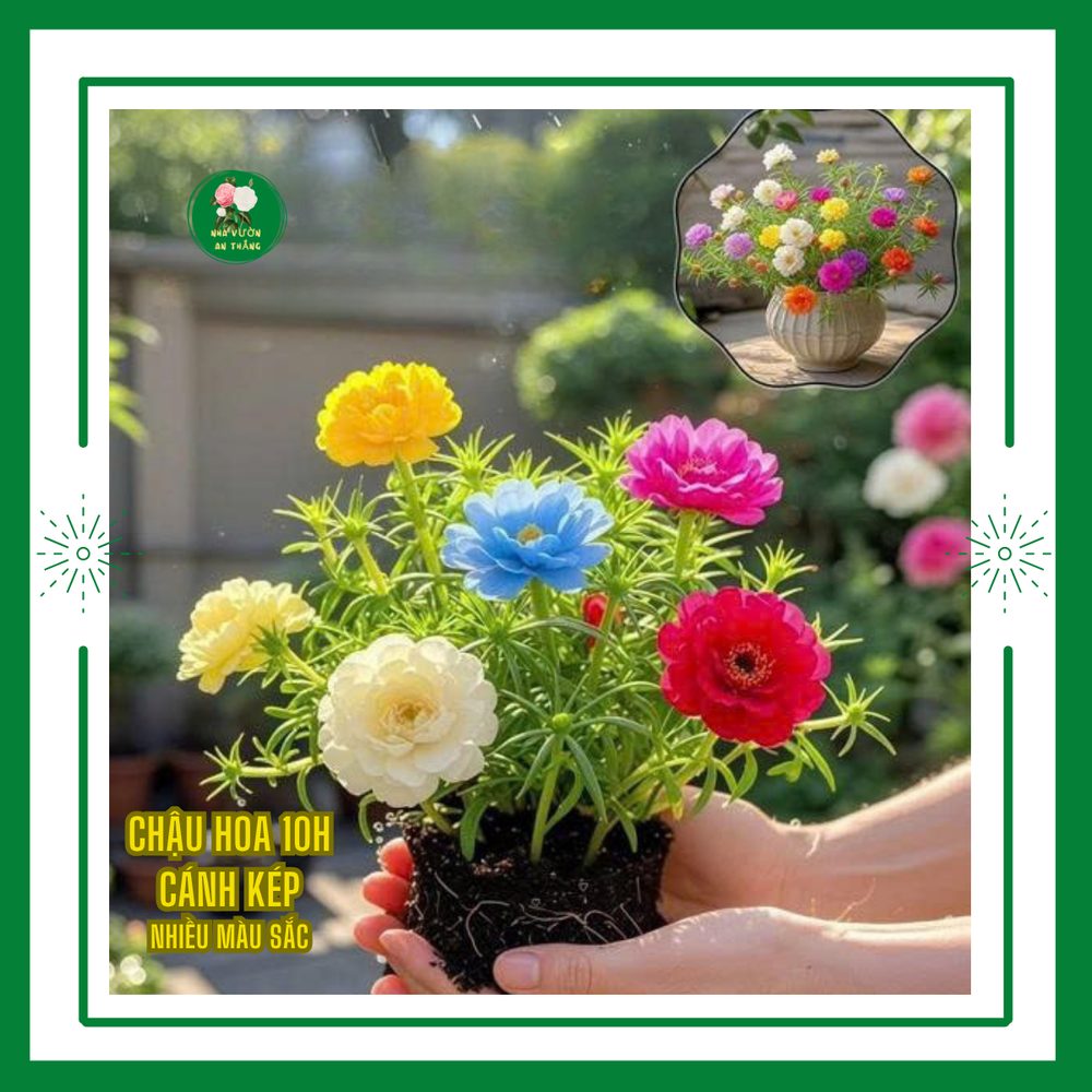 Cách chăm sóc hoa mười giờ nở rực rỡ quanh năm