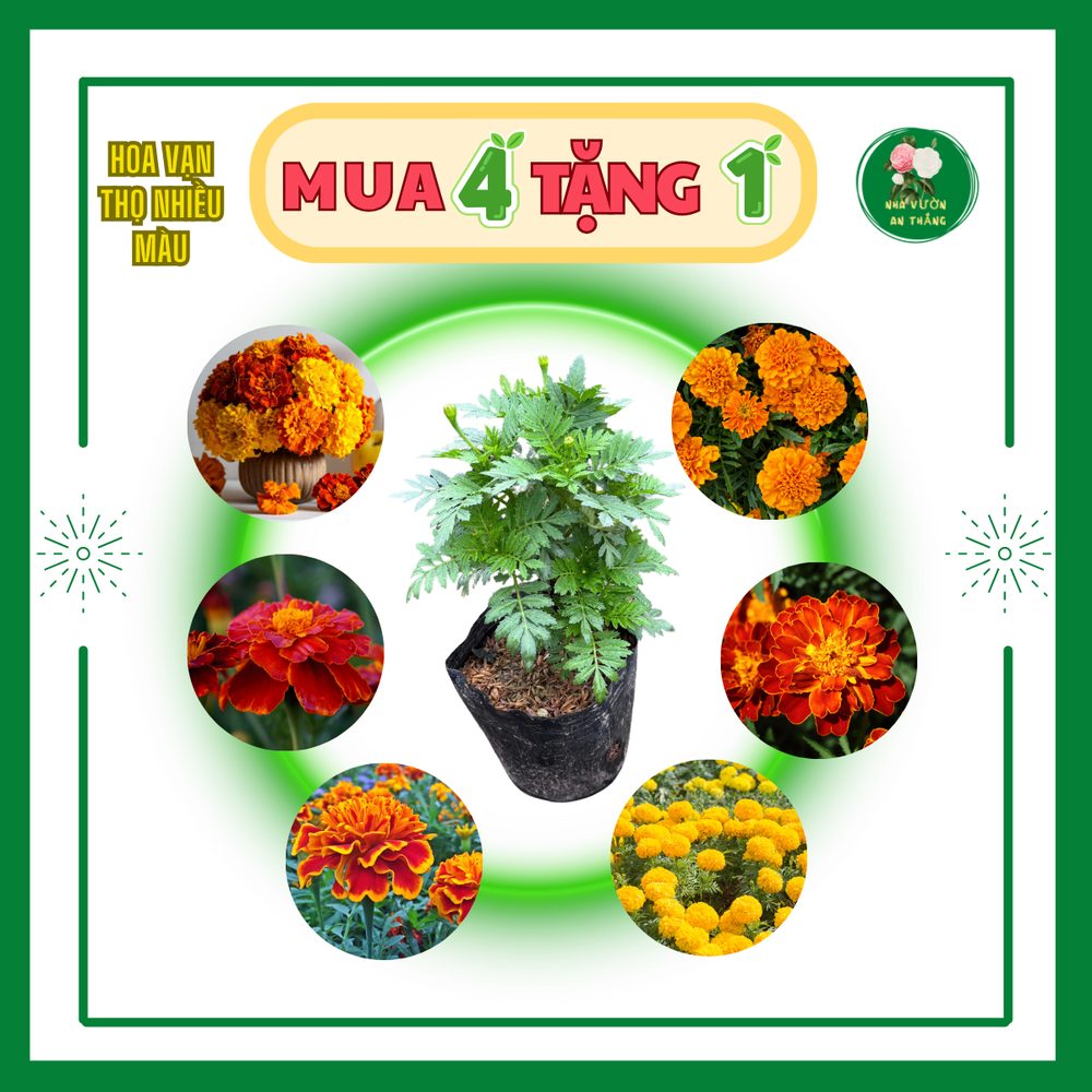 Hoa Vạn Thọ 2