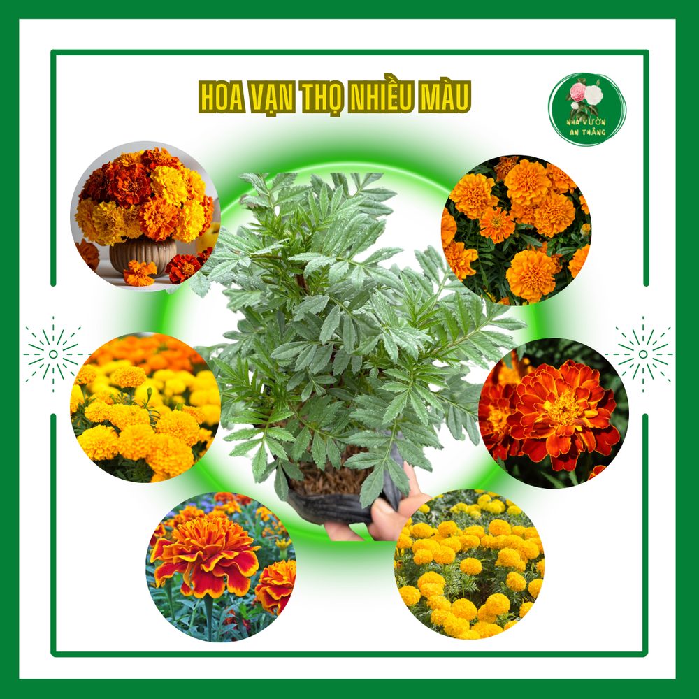 Hoa Vạn Thọ 3